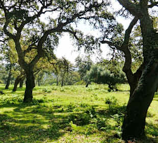 Korkeichenwald Alcornocales, ©B. Hohler