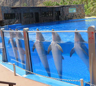 Palmitos Park Delfin Show