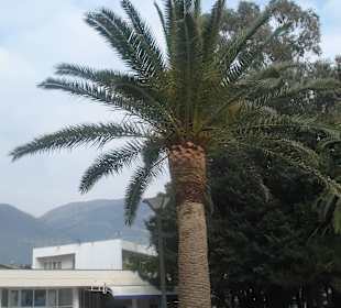 Boka Kotorska