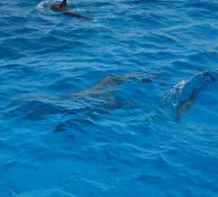 Unsere Delphine super Erlebnis