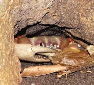 Chickencrab