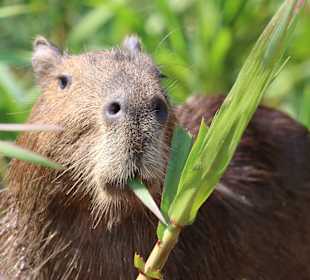 Nationalpark Pantanal