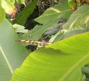 Schmetterlingsgarten Xcaret