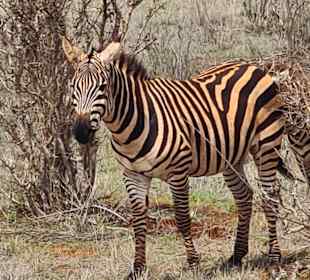 Geführte Touren Marco Polo Tours & Safaris Diani Beach