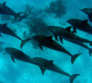 Gruppe von Delphinen