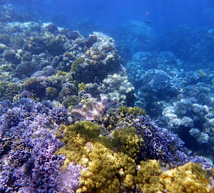 Riff Gorgonia 