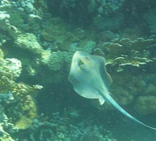 Blaupunktrochen am Hausriff