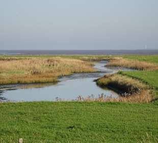 Pütten im Langwarder Groden