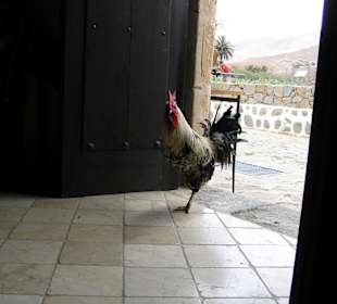 Kogut ktory wital gosci w knajpce