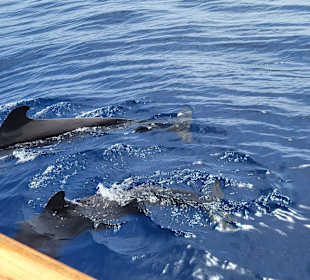 Whale Watching Costa Adeje