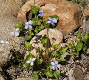 Blume zwischen Steinen