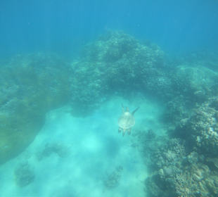 Schnorcheln Hurghada