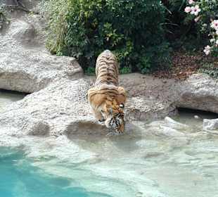 Bild aus dem Loro Park