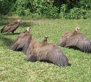 Geier beim Flügeltrocknen