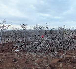 Остров Северный Сеймур