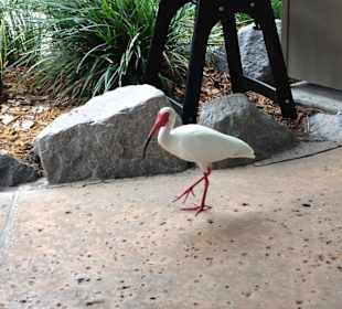 Disney's Typhoon Lagoon