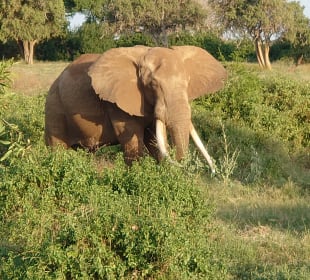 Elefant