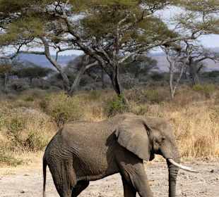 Elefant am Wasserloch