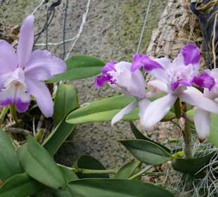 Cattleya und