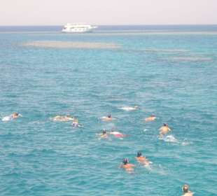 A spasso coi delfini