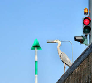 Obere Schleuse Reiher