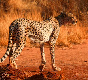 Geparden jagen