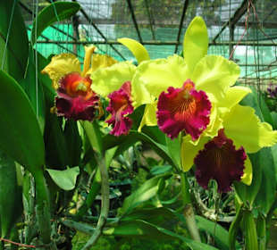 Serre orchidées