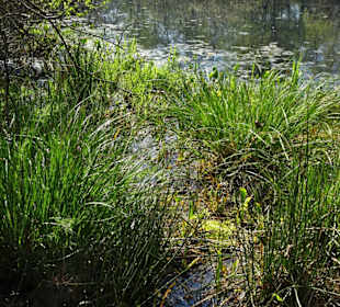 Impressionen aus der Gellener Torfmöörte
