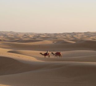 Wüstensafari