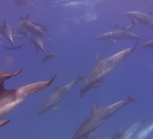 Tauchgang...so viele Delfine