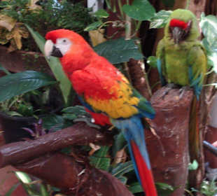 Papageien hinterm Eingang des Loroparque