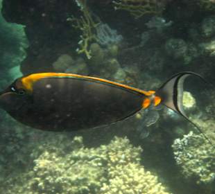 Gelbklingennasendoktor