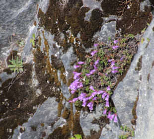 ....und blühen gar hier..
