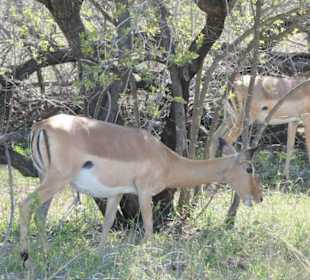 Autosafari im Nationalpark