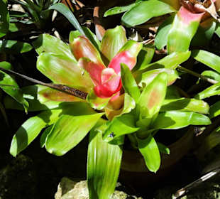 Rundgang durch den Botanischen Garten Cagliari