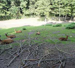 WildparkImpression September 2013