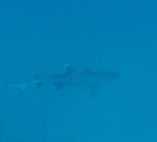 Persönliches Highlight, Weißspitzenriffhai