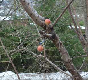 Freilichtmuseum Skansen