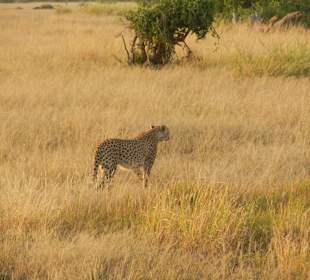 Gepard auf der Morgenjagd