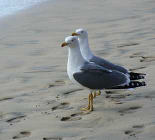 Patnersuche am Strand