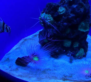 Palma Aquarium