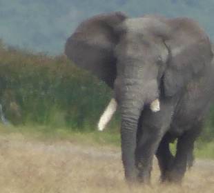 Sehr weit weg war dieser Elefantenbulle