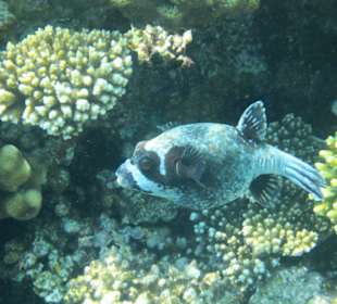 Begegnungen am Hausriff Hotel Melia Sinai