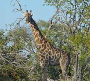  Moremi Nationalpark