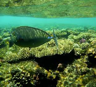 Kurznasendoktorfisch am Hausriffdach Dreams Beach Resort & D