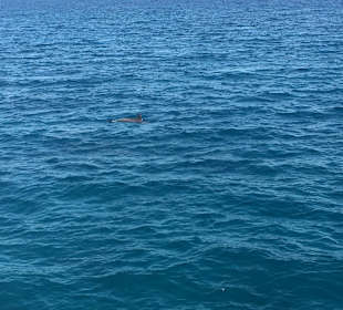 Delfinausflug mit Mo