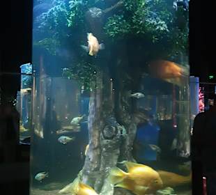 Aquarium Antalya