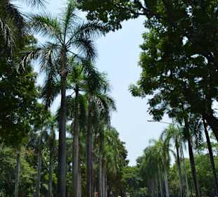 Lumphini Park