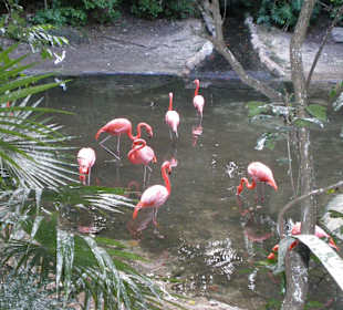Vogelpark in Playacar
