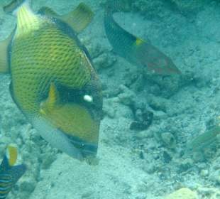 Riesen-Drückerfisch